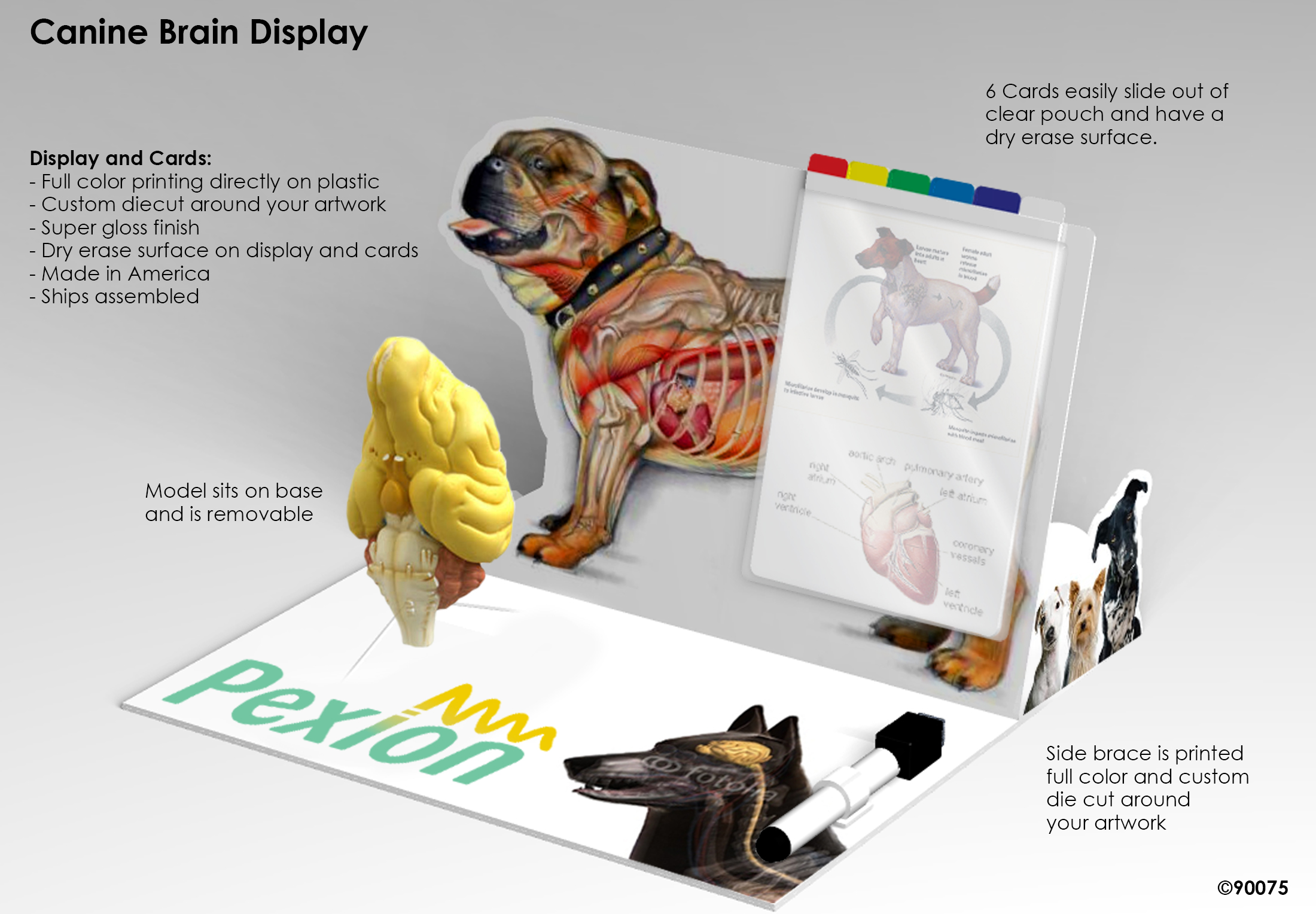 Canine Dog Display